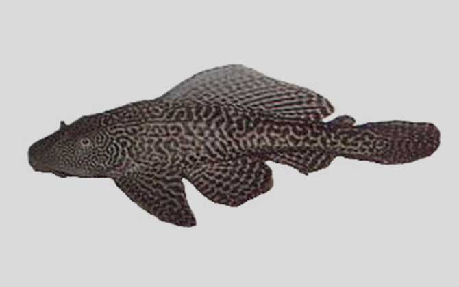豹纹脂身鲶