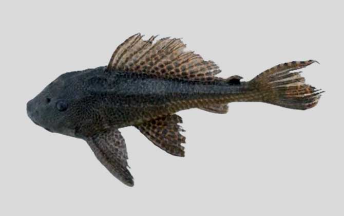 哥伦比亚锉甲鲶