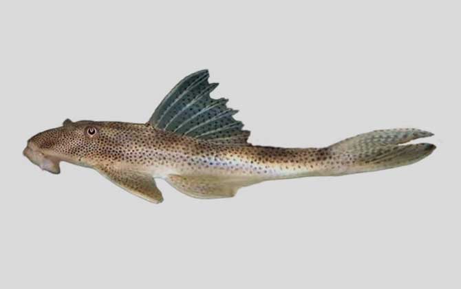 卡斯特罗锉甲鲶