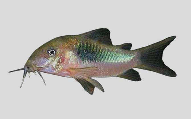 青铜鼠鱼是什么鱼？