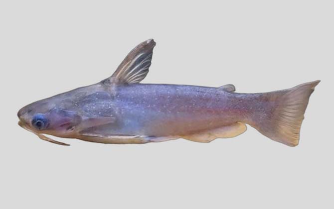 亚马逊河准项鳍鲶