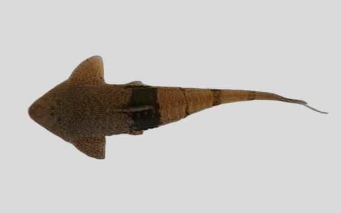 燕尾拟半齿甲鲶