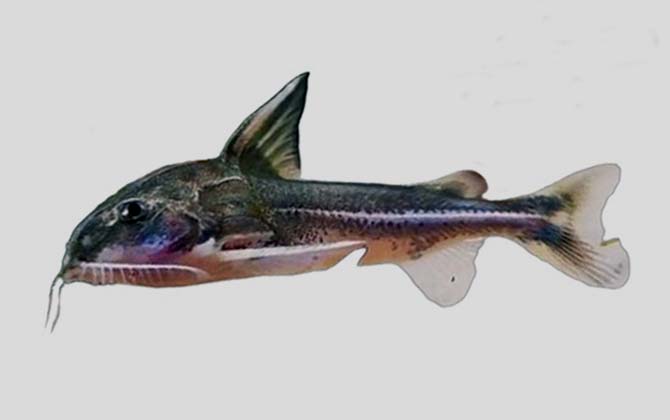 长身线纹陶乐鲶