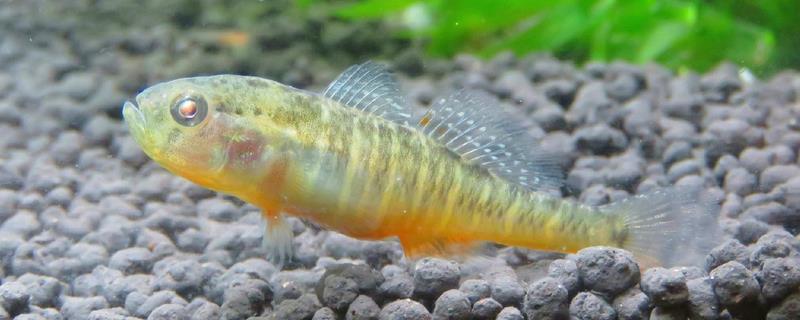 侧扁黄黝鱼是什么鱼？