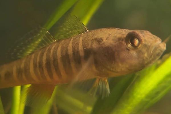 侧扁黄黝鱼是什么鱼？