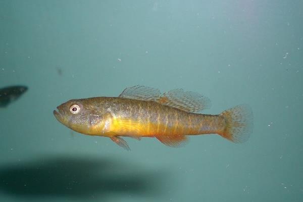 侧扁黄黝鱼是什么鱼？