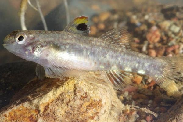 侧扁黄黝鱼是什么鱼？