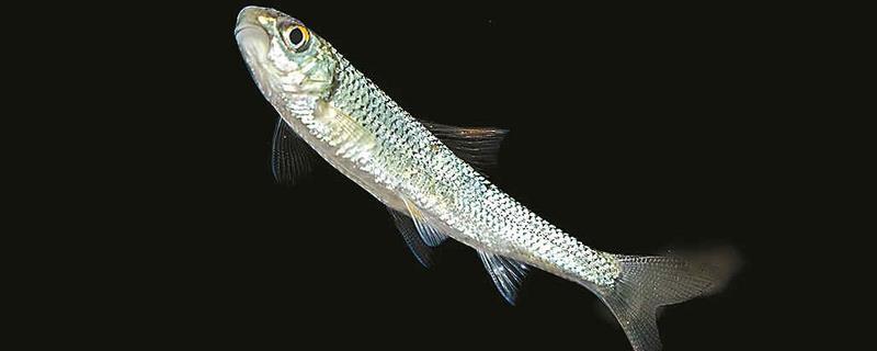 似鲤黄黝鱼是什么鱼?