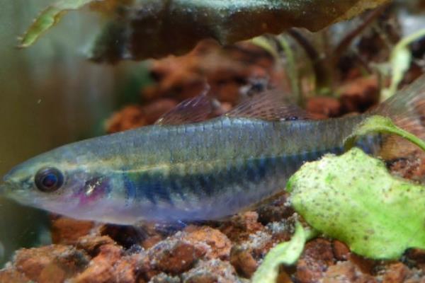 似鲤黄黝鱼是什么鱼？