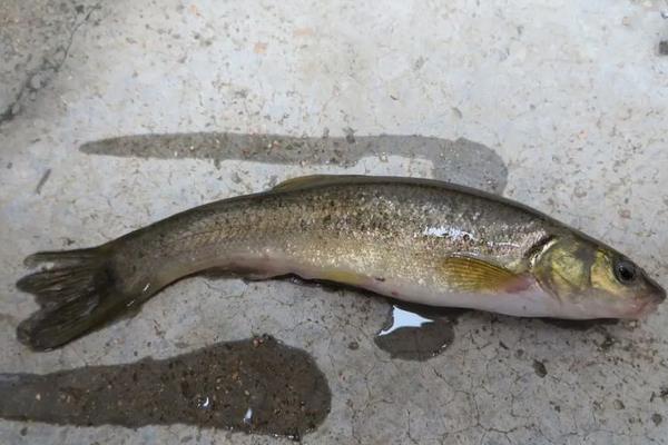 似鲤黄黝鱼是什么鱼？