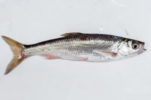 似鲤黄黝鱼是什么鱼？