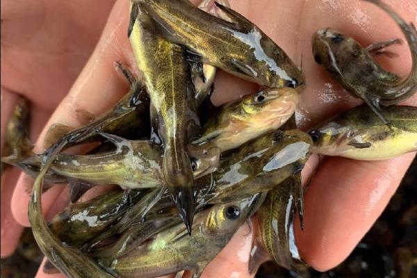 瓦氏黄颡鱼是什么鱼?