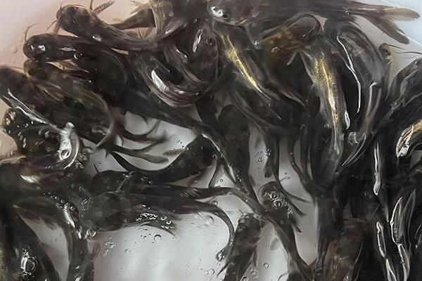 瓦氏黄颡鱼是什么鱼?