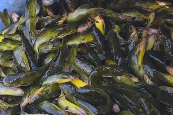 瓦氏黄颡鱼是什么鱼?