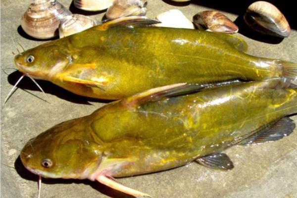 岔尾黄颡鱼是什么鱼？