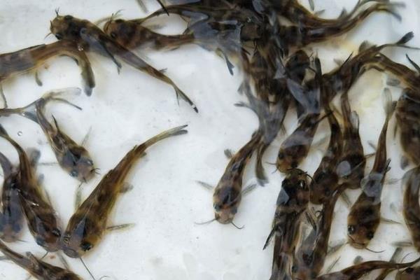 岔尾黄颡鱼是什么鱼？