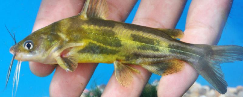 光泽黄颡鱼是什么鱼？