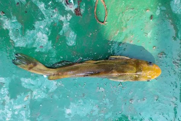 光泽黄颡鱼是什么鱼？