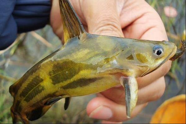 光泽黄颡鱼是什么鱼？