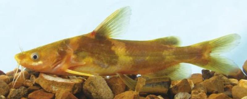 中间黄颡鱼是什么鱼？