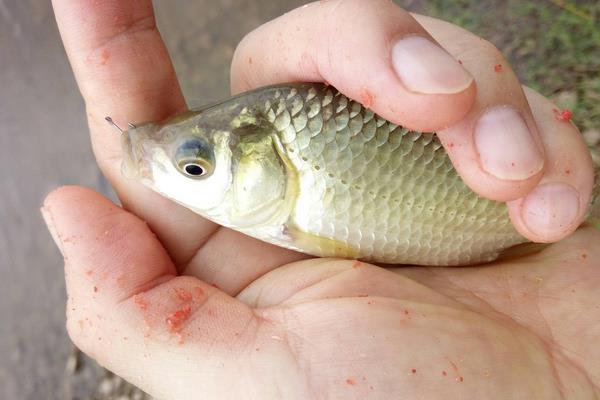 黄金鲫最大能长多大？