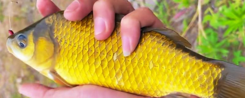 钓黄金鲫的方法和技巧