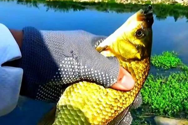 钓黄金鲫的方法和技巧