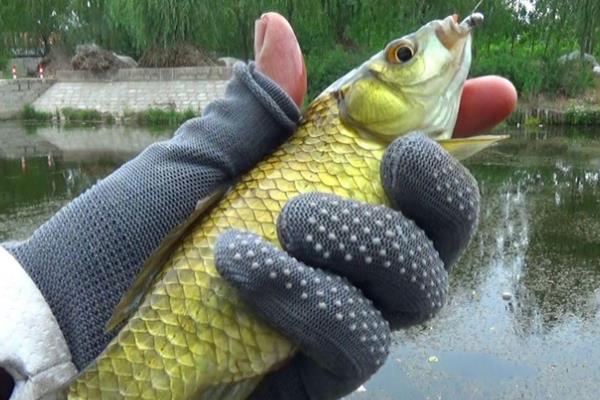 钓黄金鲫的方法和技巧