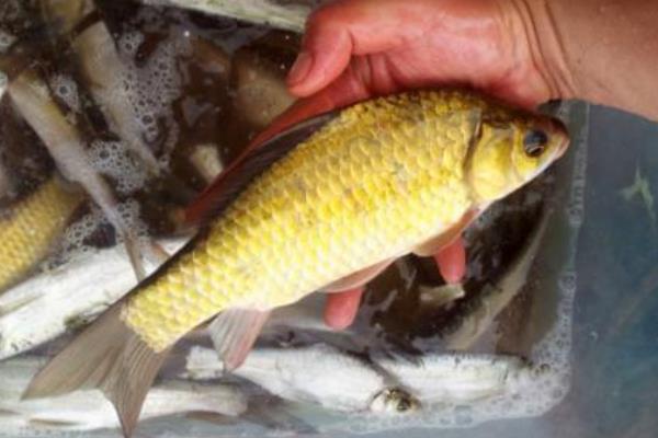钓黄金鲫的方法和技巧