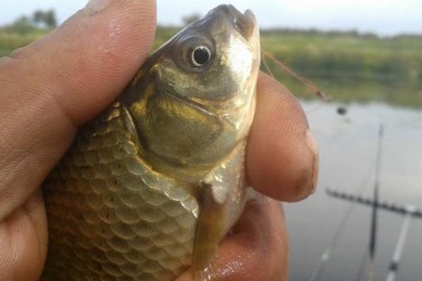 钓黄金鲫的方法和技巧