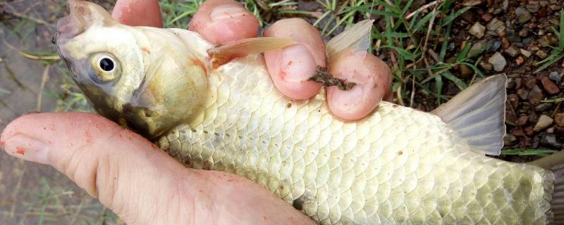 钓黄金鲫用什么饵料好？