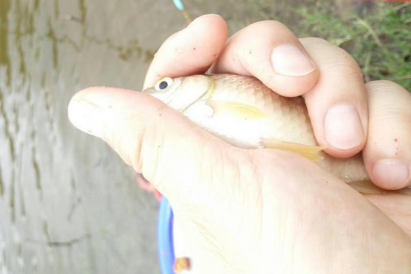 钓黄金鲫用什么饵料好？