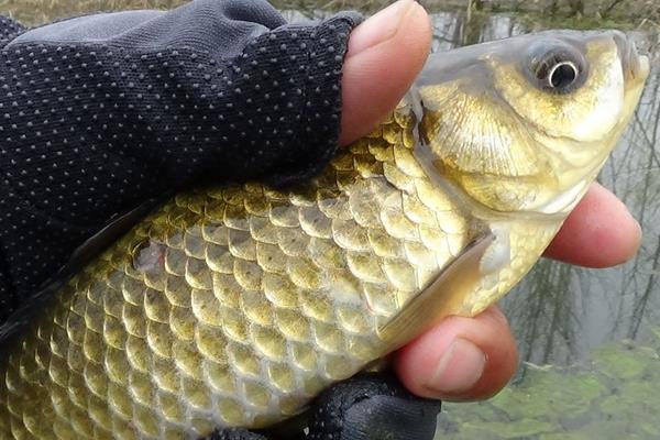 钓黄金鲫用什么饵料好？