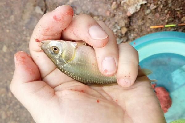 钓黄金鲫用什么饵料好？