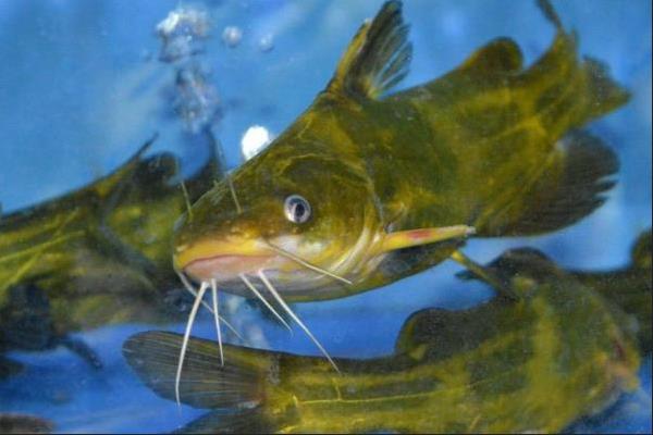 中间黄颡鱼是什么鱼？