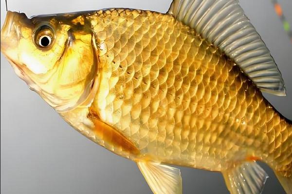 黄金鲫是鲤鱼还是鲫鱼？