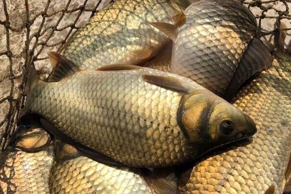 黄金鲫是鲤鱼还是鲫鱼？