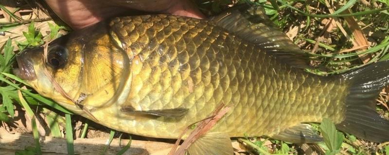 黄金鲫是鲤鱼还是鲫鱼?