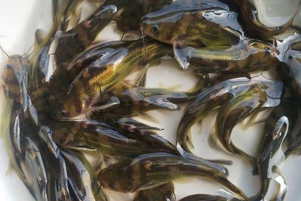 中间黄颡鱼是什么鱼？