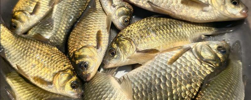 黄金鲫能自然繁殖吗?