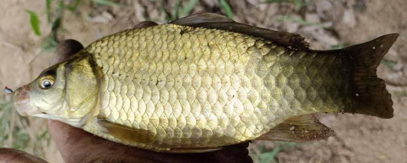 黄金鲫价格多少钱一斤？