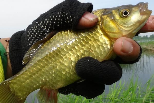 黄金鲫价格多少钱一斤？