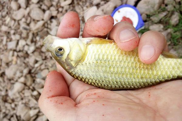 黄金鲫价格多少钱一斤？