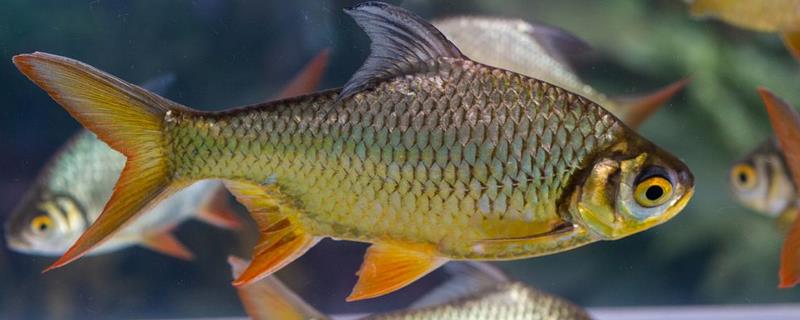 黄金鲫是野生的吗？