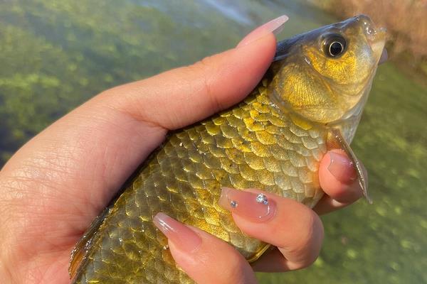 黄金鲫是野生的吗？