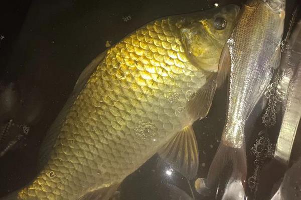 黄金鲫是野生的吗？