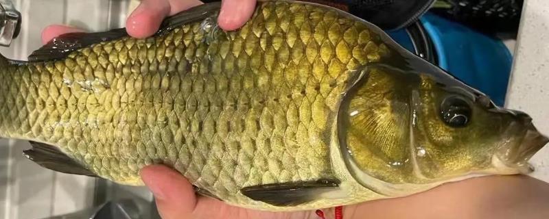 黄金鲫是什么鱼？
