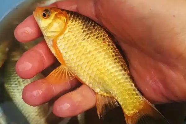 黄金鲫是什么鱼？