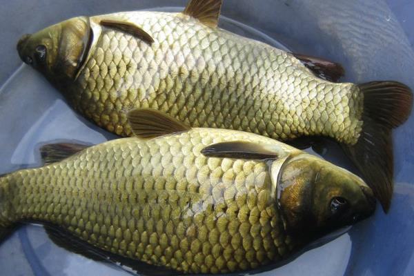 黄金鲫是什么鱼？