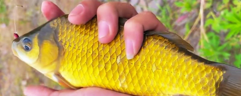 钓黄金鲫饵料配方大全